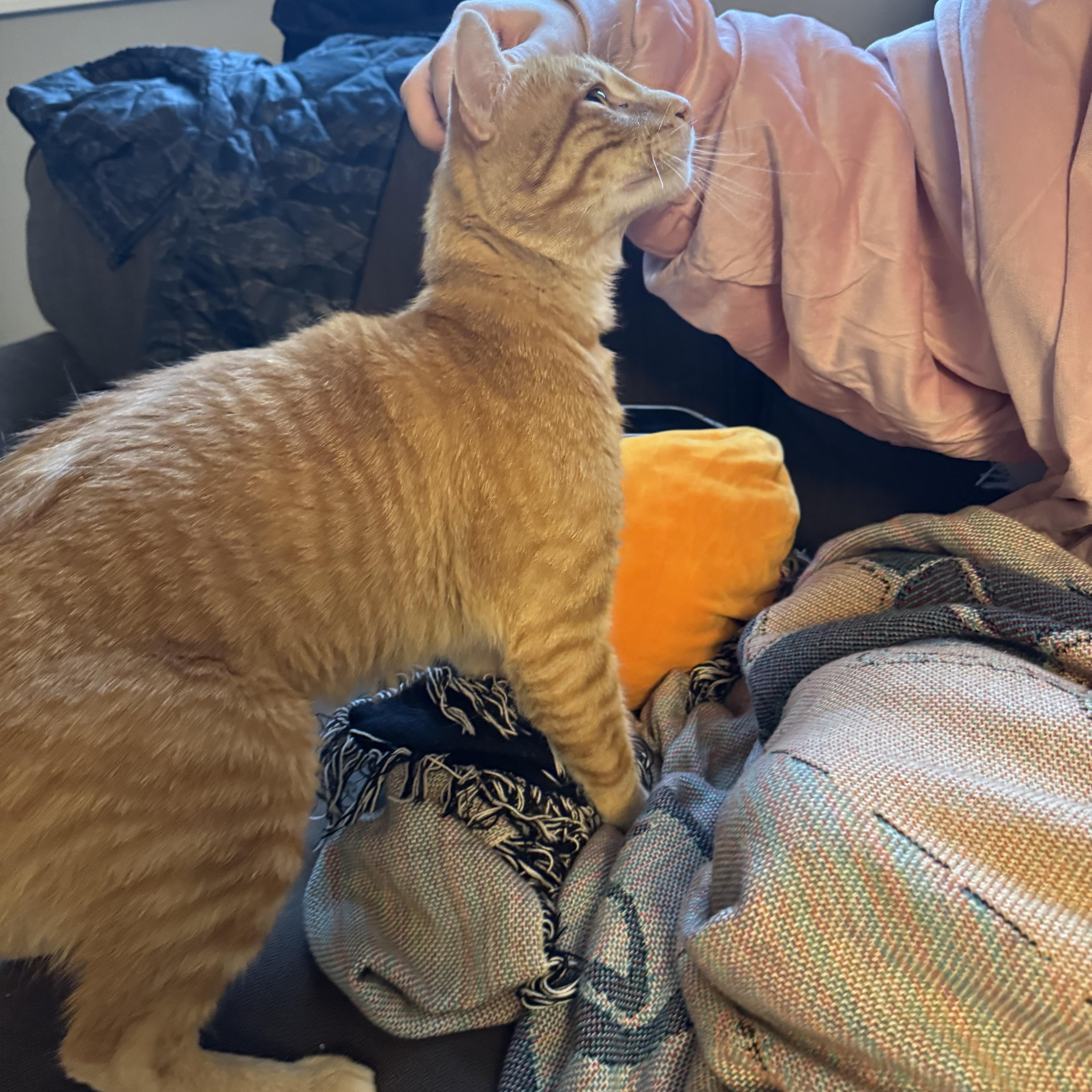 Honey, a ADOPTABLE Domestic Short Hair in Rochester, NY image 2/4