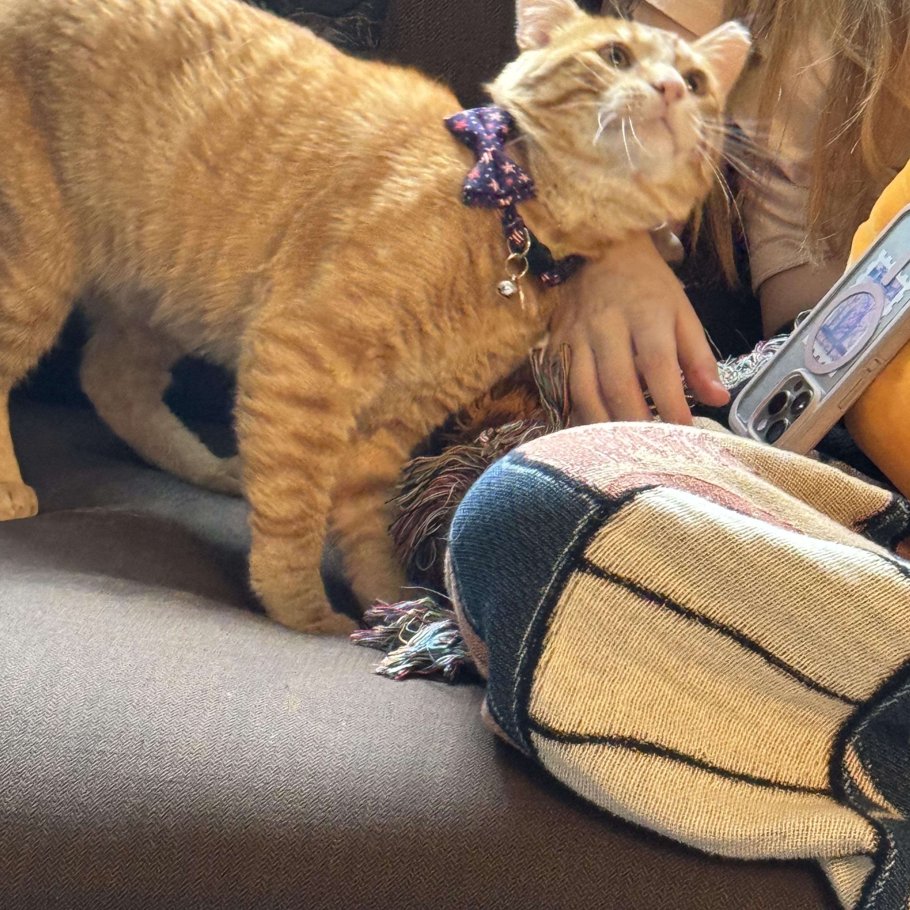 Honey, ADOPTABLE, Adult Male Domestic Short Hair.
