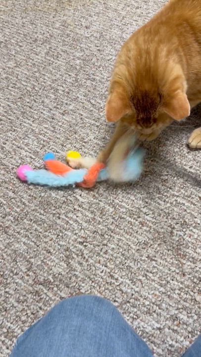 Enlarge Honey, a ADOPTABLE Domestic Short Hair in Rochester, NY video 4/4