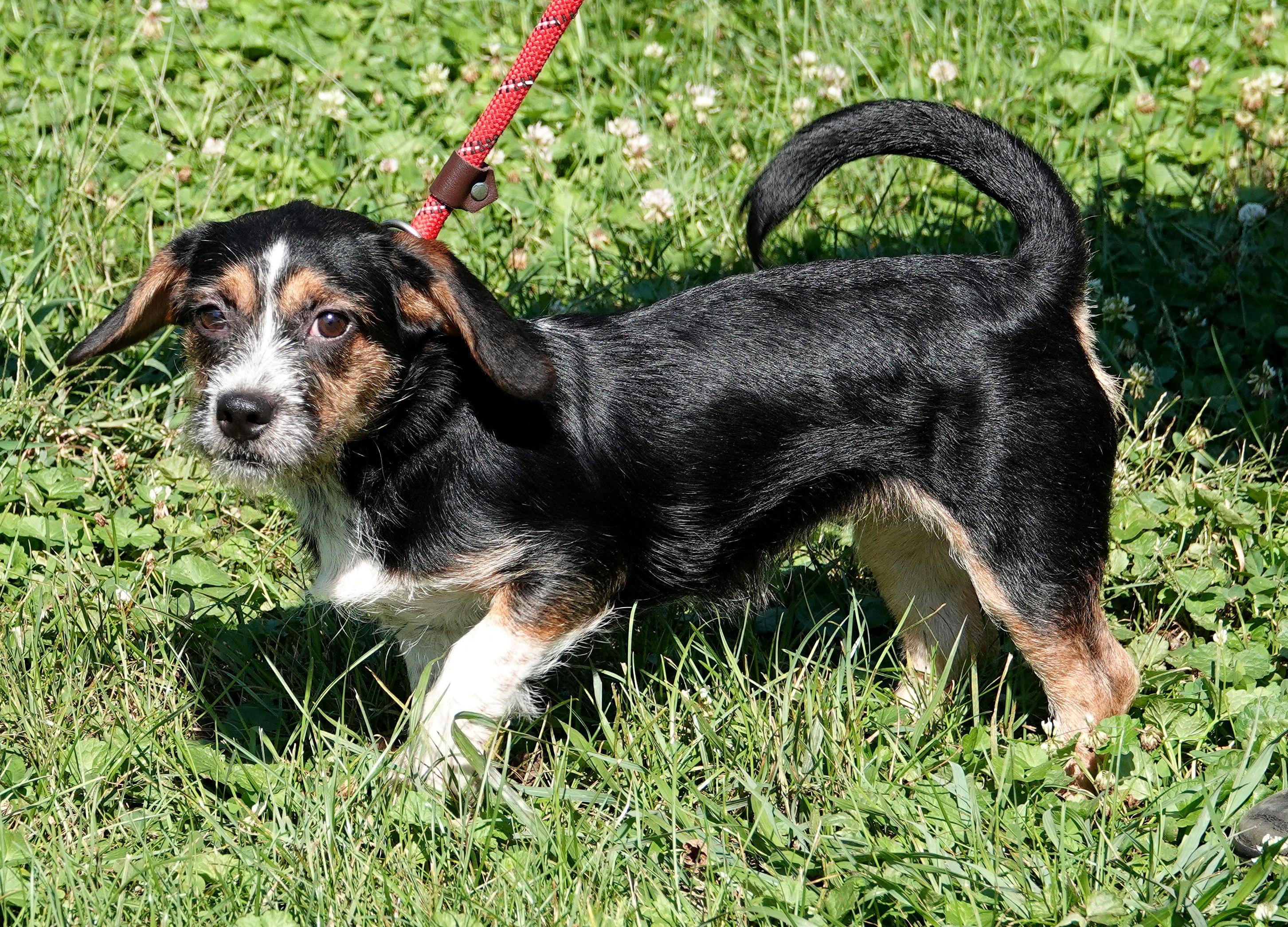Enlarge Toasty, a Adoptable mixed breed in Millfield, OH image 3/4