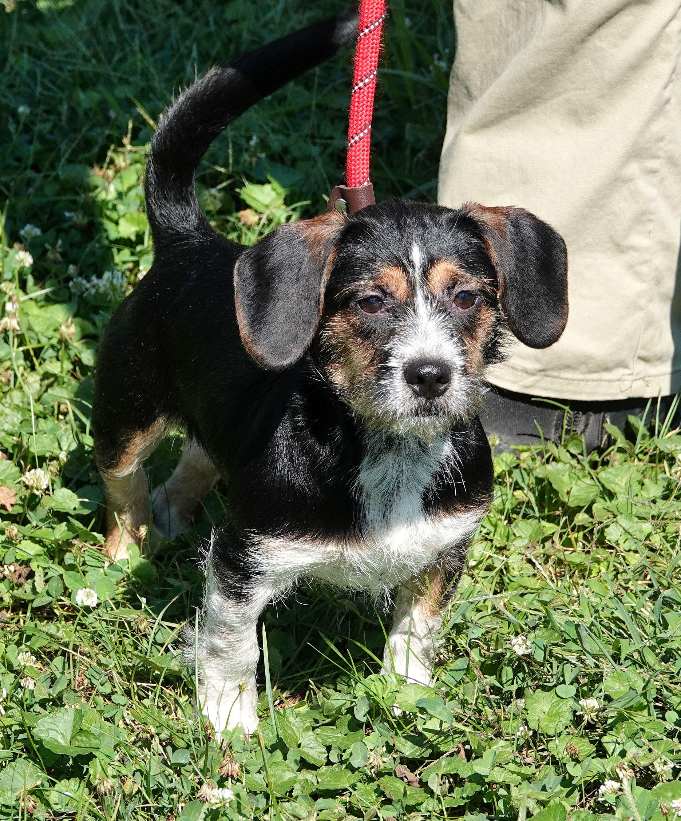 Enlarge Toasty, a Adoptable mixed breed in Millfield, OH image 4/4