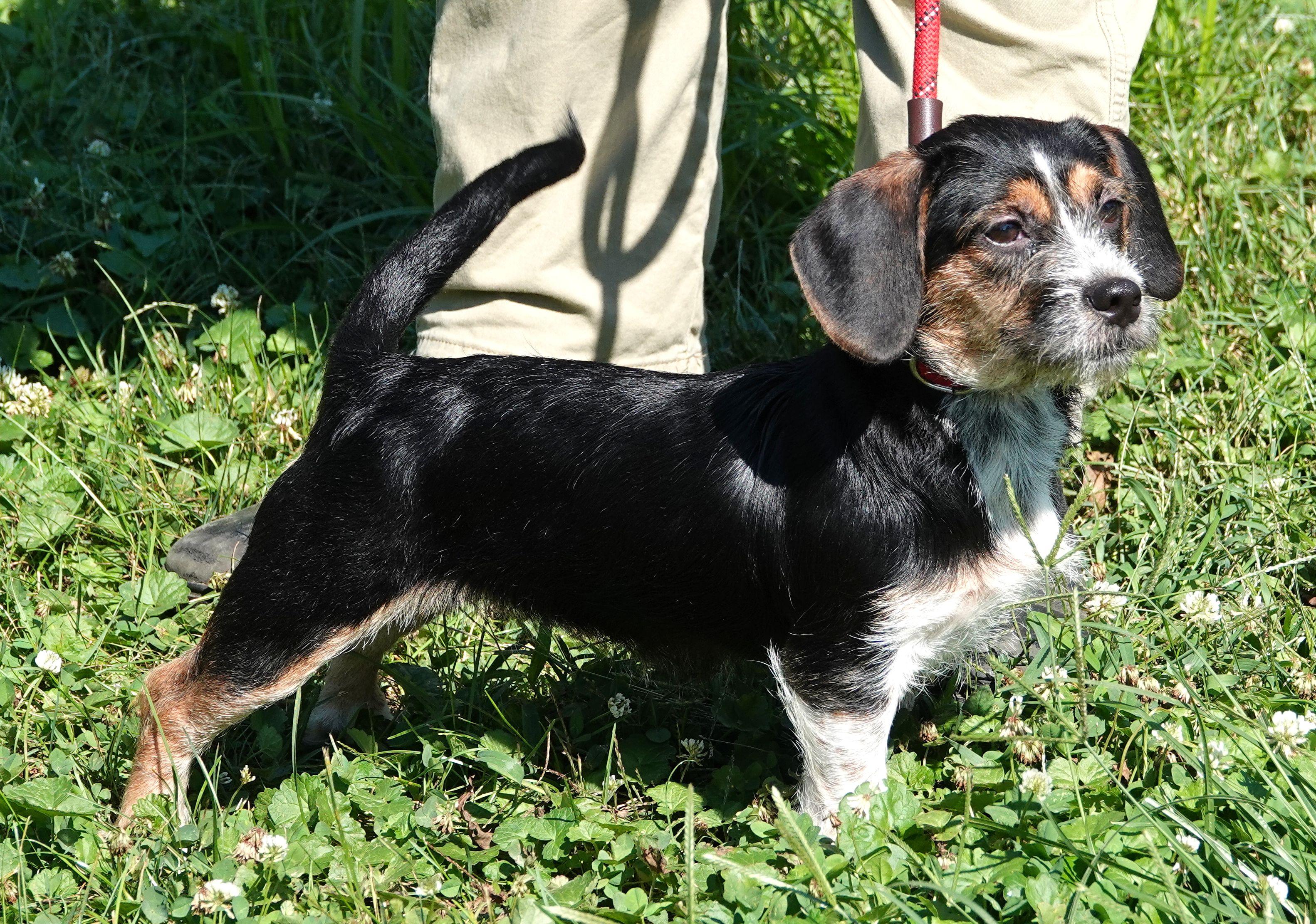 Enlarge Toasty, a Adoptable mixed breed in Millfield, OH image 2/4