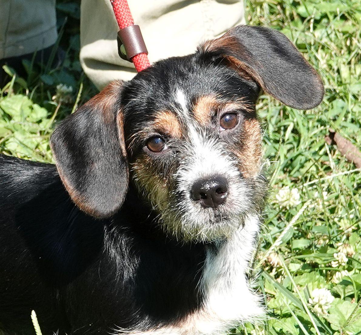 Toasty, Adoptable, Young Female Wirehaired Terrier & Dachshund.