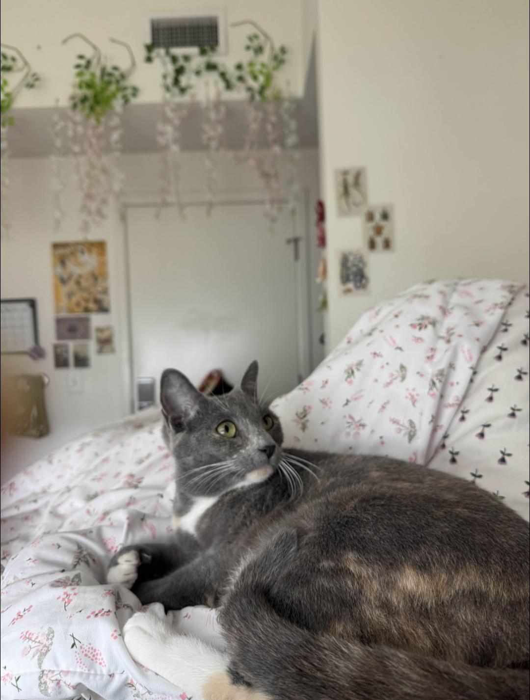 Ash, adopted, Adult Female Dilute Tortoiseshell & Tortoiseshell.