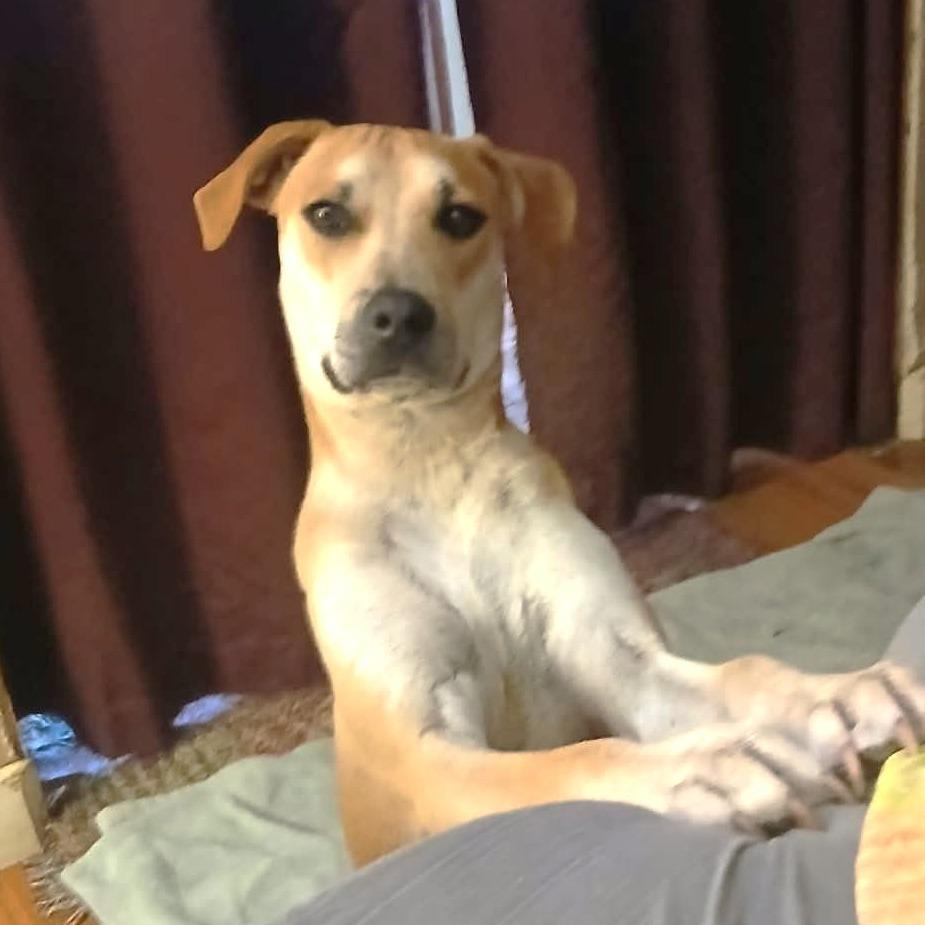 Reacher, Adoptable, Young Male Pit Bull Terrier & Labrador Retriever.