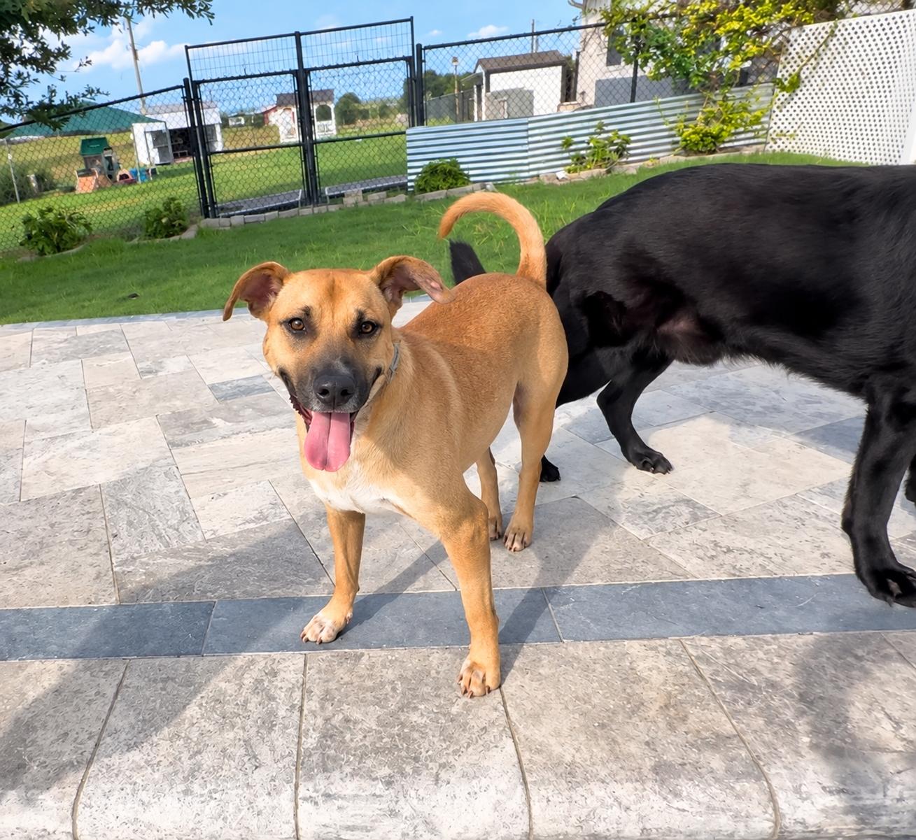 Enlarge Luke, a Adoptable mixed breed in West Islip, NY image 2/5