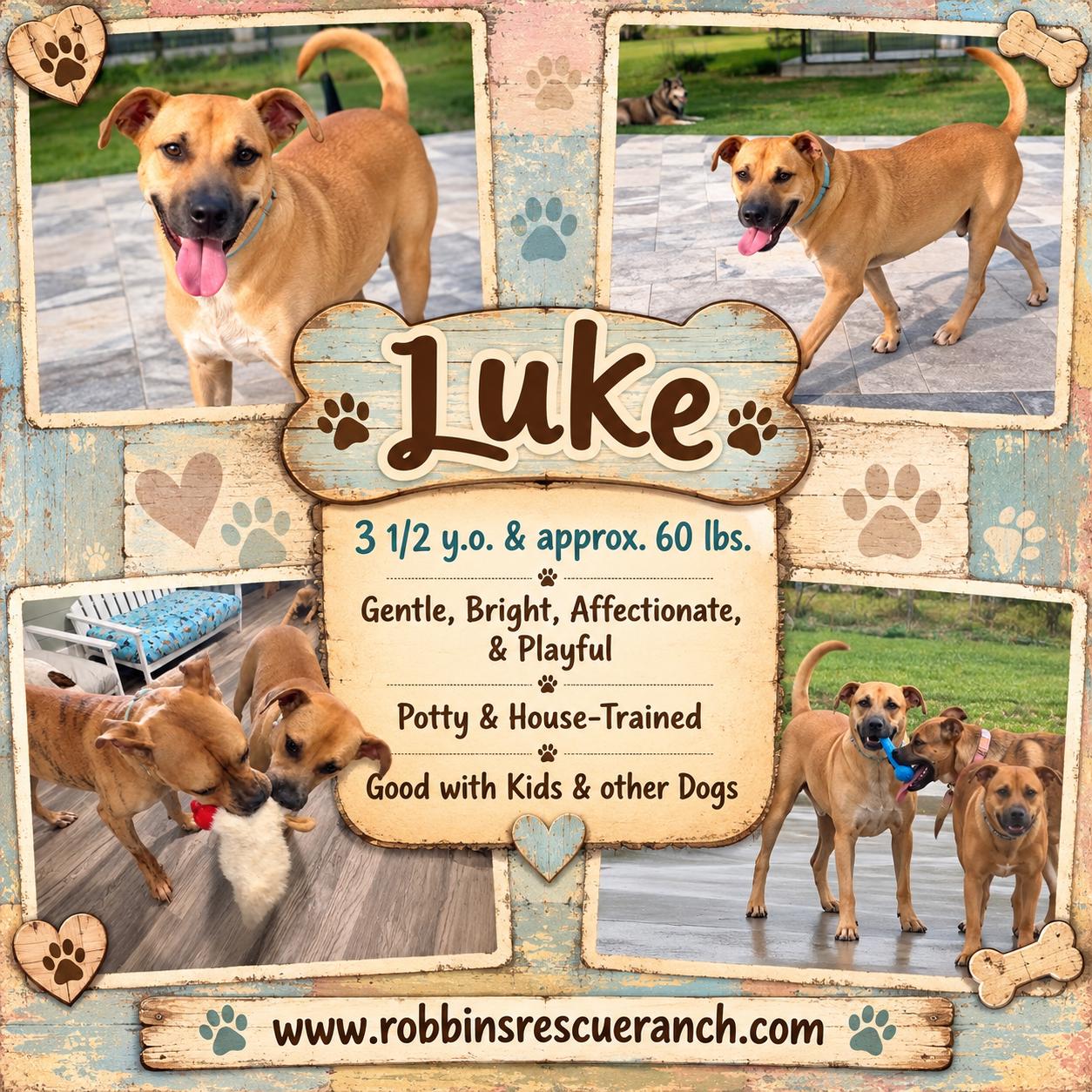 Enlarge Luke, a Adoptable mixed breed in West Islip, NY image 1/5