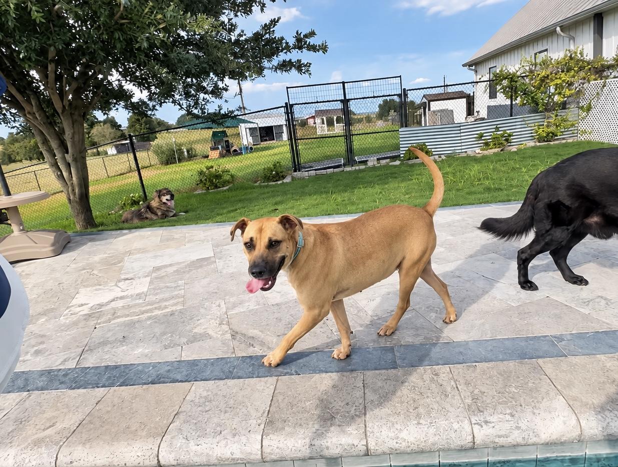 Enlarge Luke, a Adoptable mixed breed in West Islip, NY image 4/5