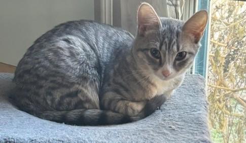 Scout, a ADOPTABLE Domestic Short Hair in Smyrna, DE image 3/3