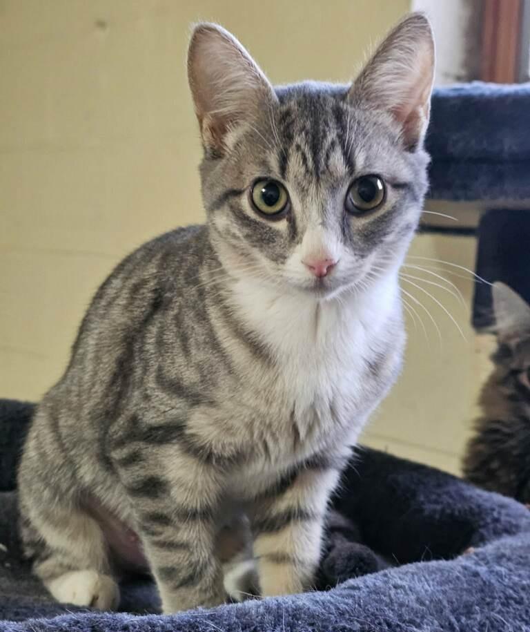 Scout, ADOPTABLE, Kitten Female Domestic Short Hair.