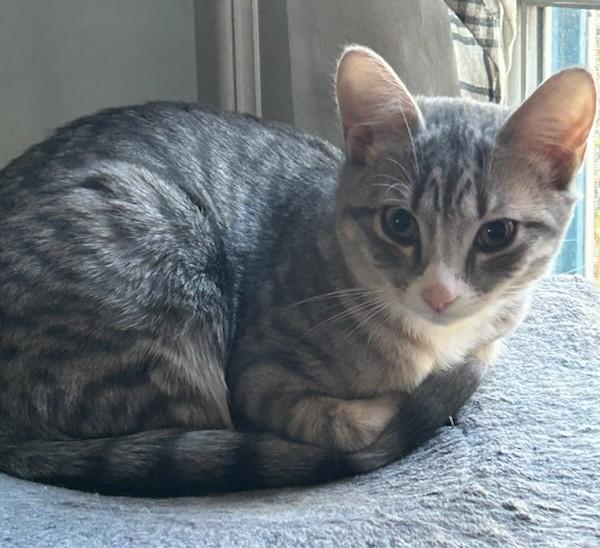 Scout, a ADOPTABLE Domestic Short Hair in Smyrna, DE image 2/3