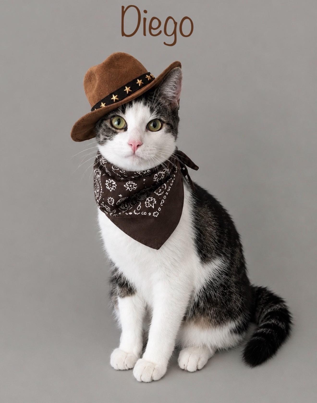 Diego, Adoptable, Kitten Male Tabby.
