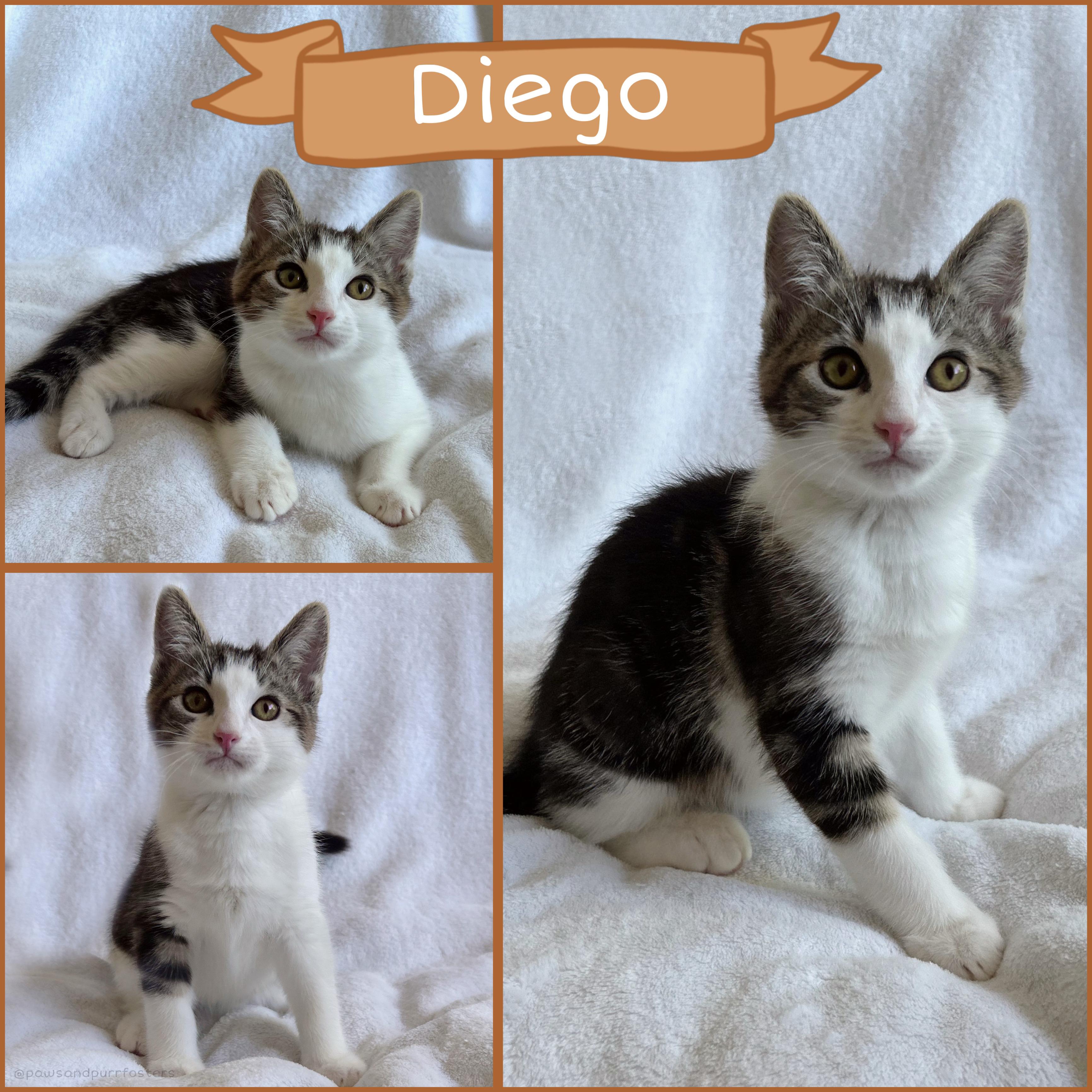 Diego, ADOPTABLE, Kitten Male Tabby.