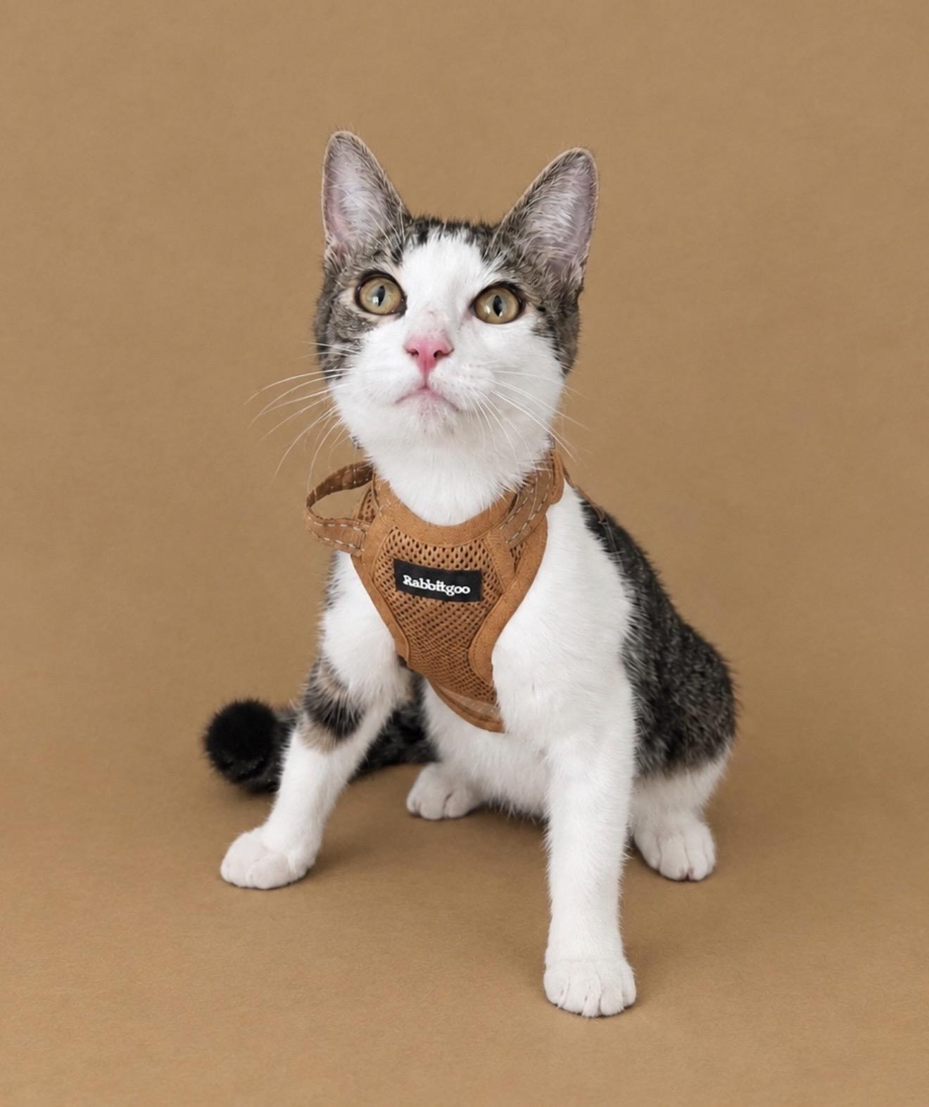 Enlarge Diego, a Adoptable Tabby in Oakley, CA image 2/6