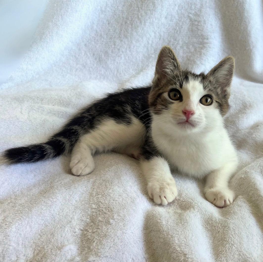 Diego, a ADOPTABLE Tabby in Oakley, CA image 3/3