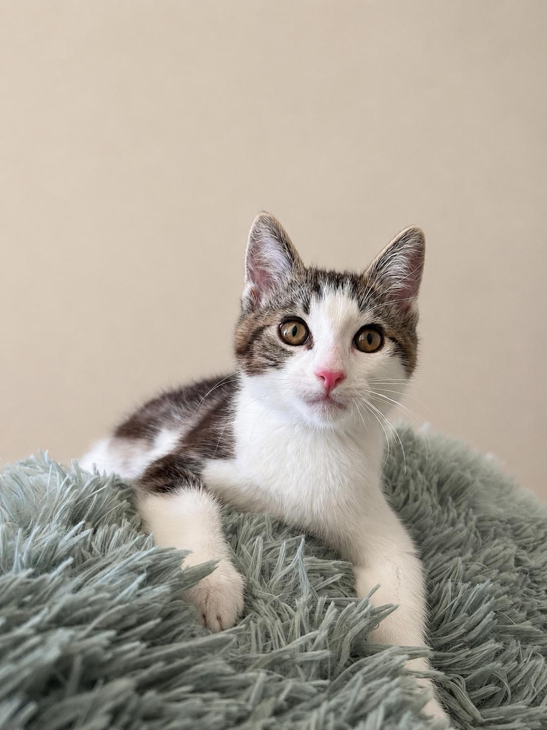 Diego, a ADOPTABLE Tabby in Oakley, CA image 2/3