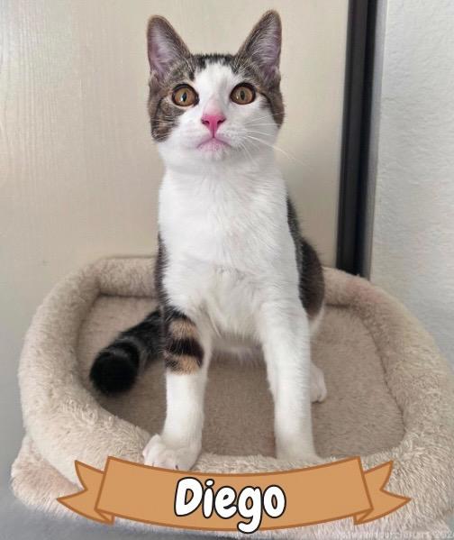 Diego, ADOPTABLE, Kitten Male Tabby.