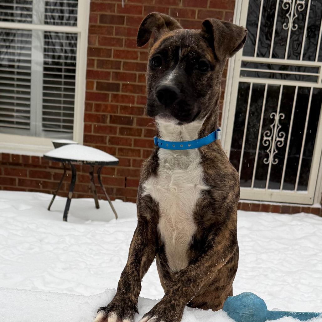 Enlarge TOPAZ, a Adoptable Mixed Breed in Memphis, TN image 2/6