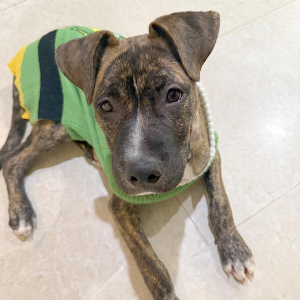 Enlarge TOPAZ, a Adoptable Mixed Breed in Memphis, TN image 3/6