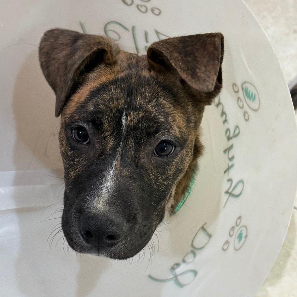 Enlarge TOPAZ, a Adoptable Mixed Breed in Memphis, TN image 4/6