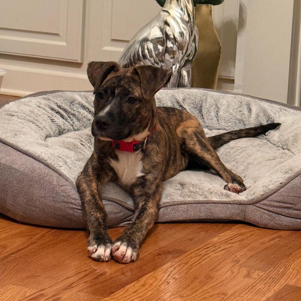 Enlarge TOPAZ, a Adoptable Mixed Breed in Memphis, TN image 5/6