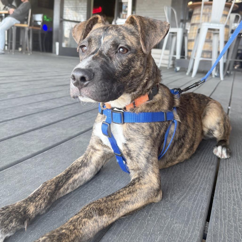 TOPAZ, Adoptable, Young Male Mixed Breed.
