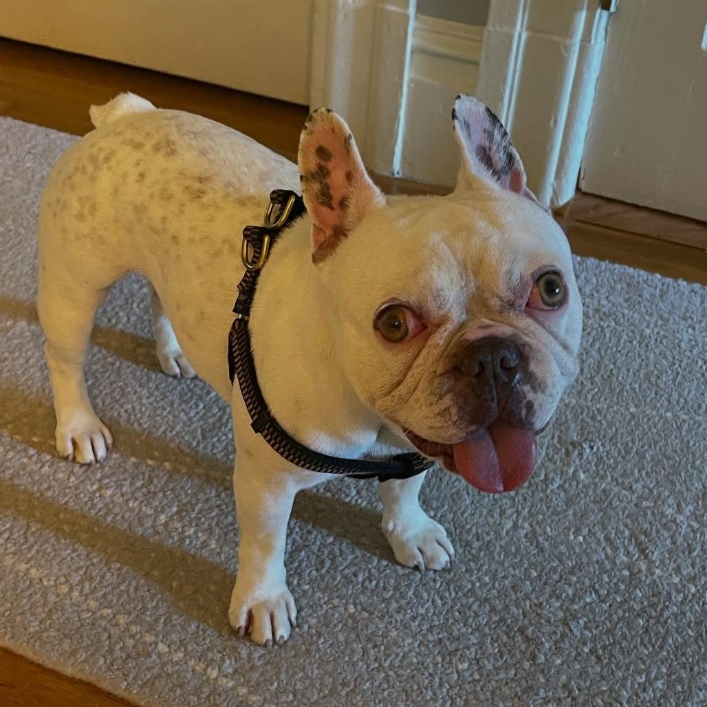 Biggie, a Adoptable French Bulldog in San Mateo, CA image 3/5