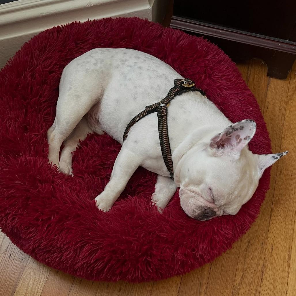 Biggie, a Adoptable French Bulldog in San Mateo, CA image 4/5