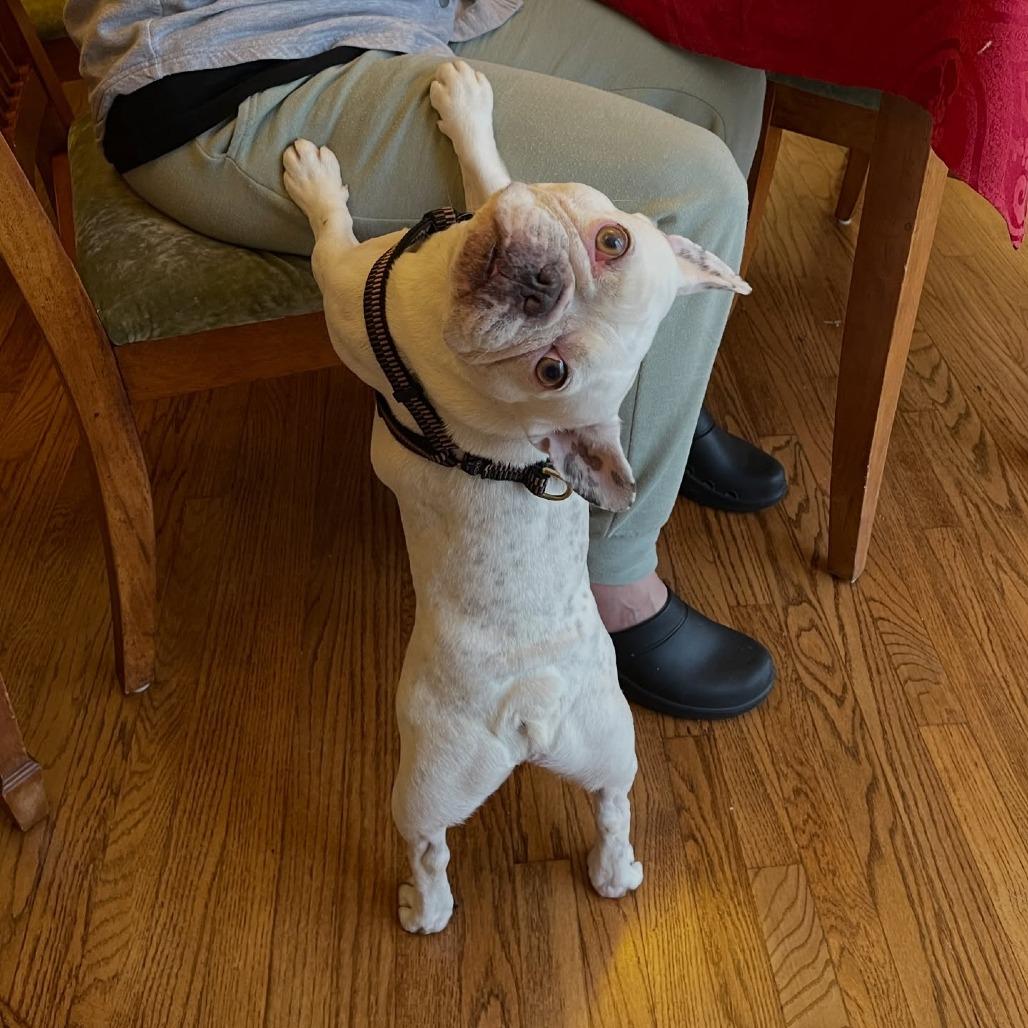 Biggie, a Adoptable French Bulldog in San Mateo, CA image 5/5