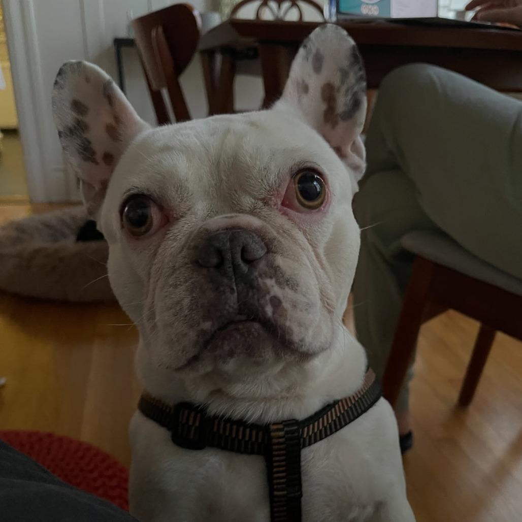 Biggie, Adoptable, Adult Male French Bulldog.