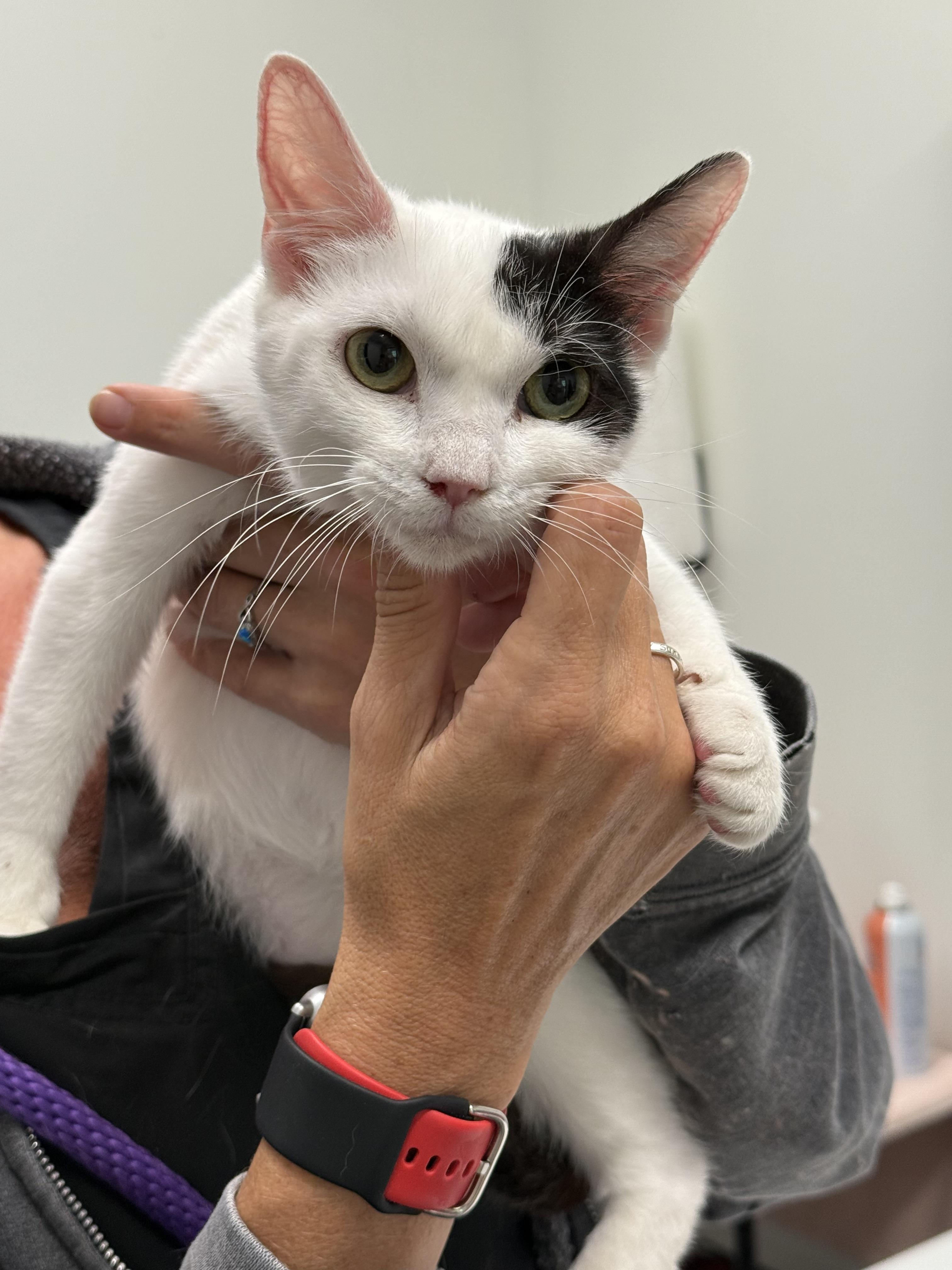 Enlarge Celeste, a Adoptable Domestic Short Hair in Old Bridge, NJ image 1/2