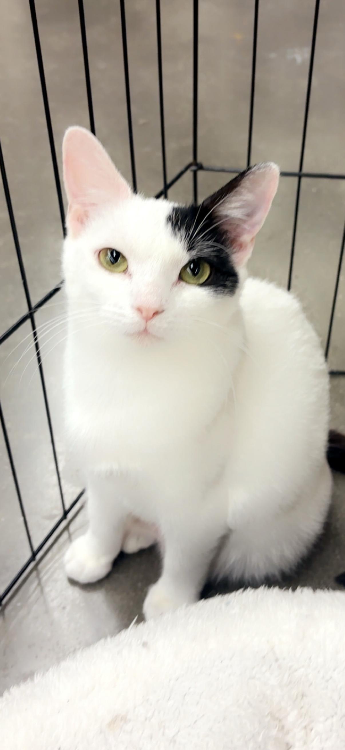 Enlarge Celeste, a Adoptable Domestic Short Hair in Old Bridge, NJ image 2/2