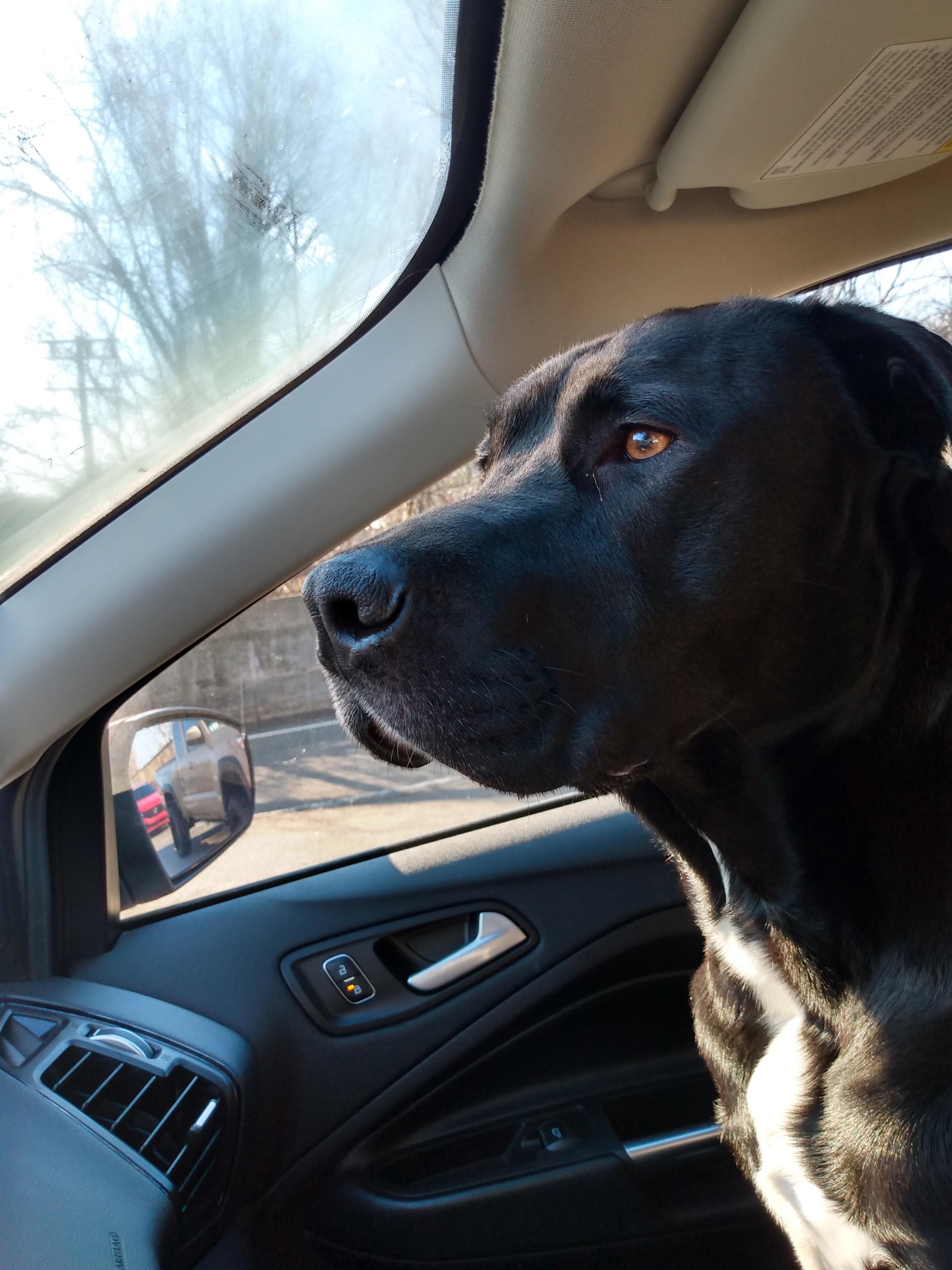 Enlarge COLE, an adopted Labrador Retriever in Rindge, NH image 6/6
