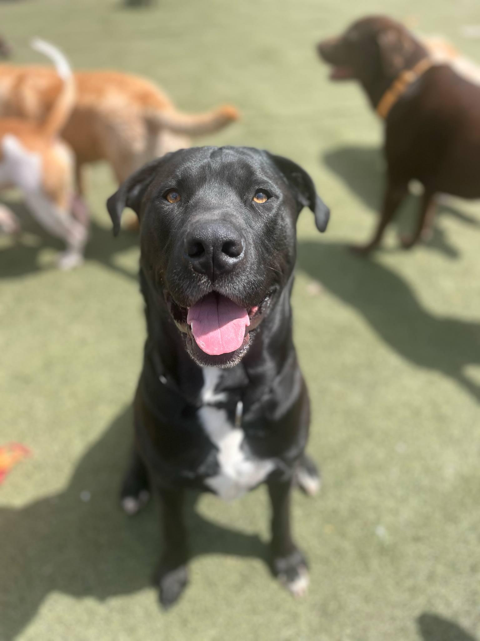 COLE, adopted, Adult Male Labrador Retriever.