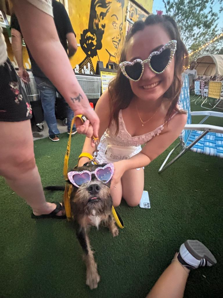 Hagrid, Adopted, Young Male Shepherd & Poodle.