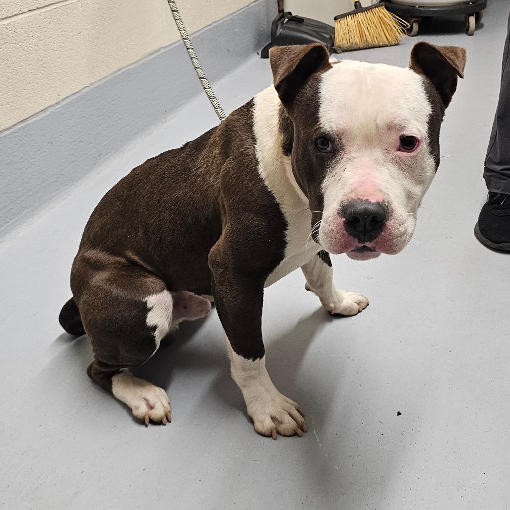 Enlarge Cosmo, a Adoptable mixed breed in Concord, NC image 2/3