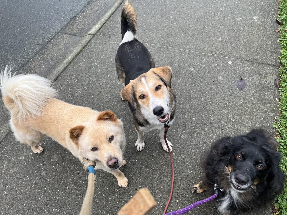 Enlarge Mlle Sweet Chanel, a Adoptable mixed breed in Vancouver, BC image 4/6