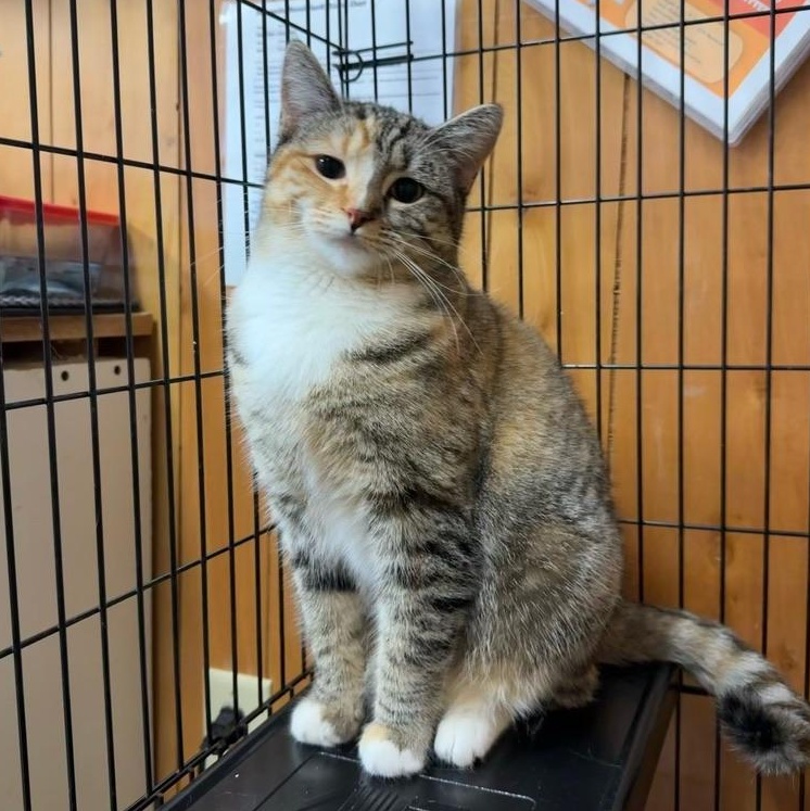 Enlarge SunBurst&Dodger, a ADOPTABLE Domestic Short Hair in Kent, WA image 2/3