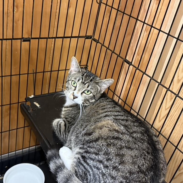 Enlarge SunBurst&Dodger, a ADOPTABLE Domestic Short Hair in Kent, WA image 3/3