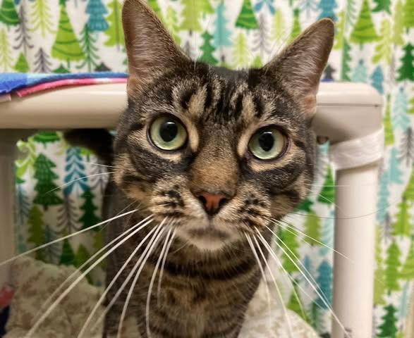 Enlarge Marcie, a Adoptable Domestic Short Hair in Sayreville, NJ image 1/3