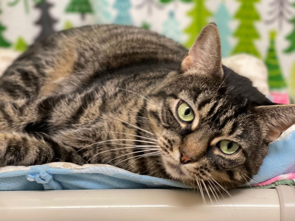 Enlarge Marcie, a Adoptable Domestic Short Hair in Sayreville, NJ image 2/3