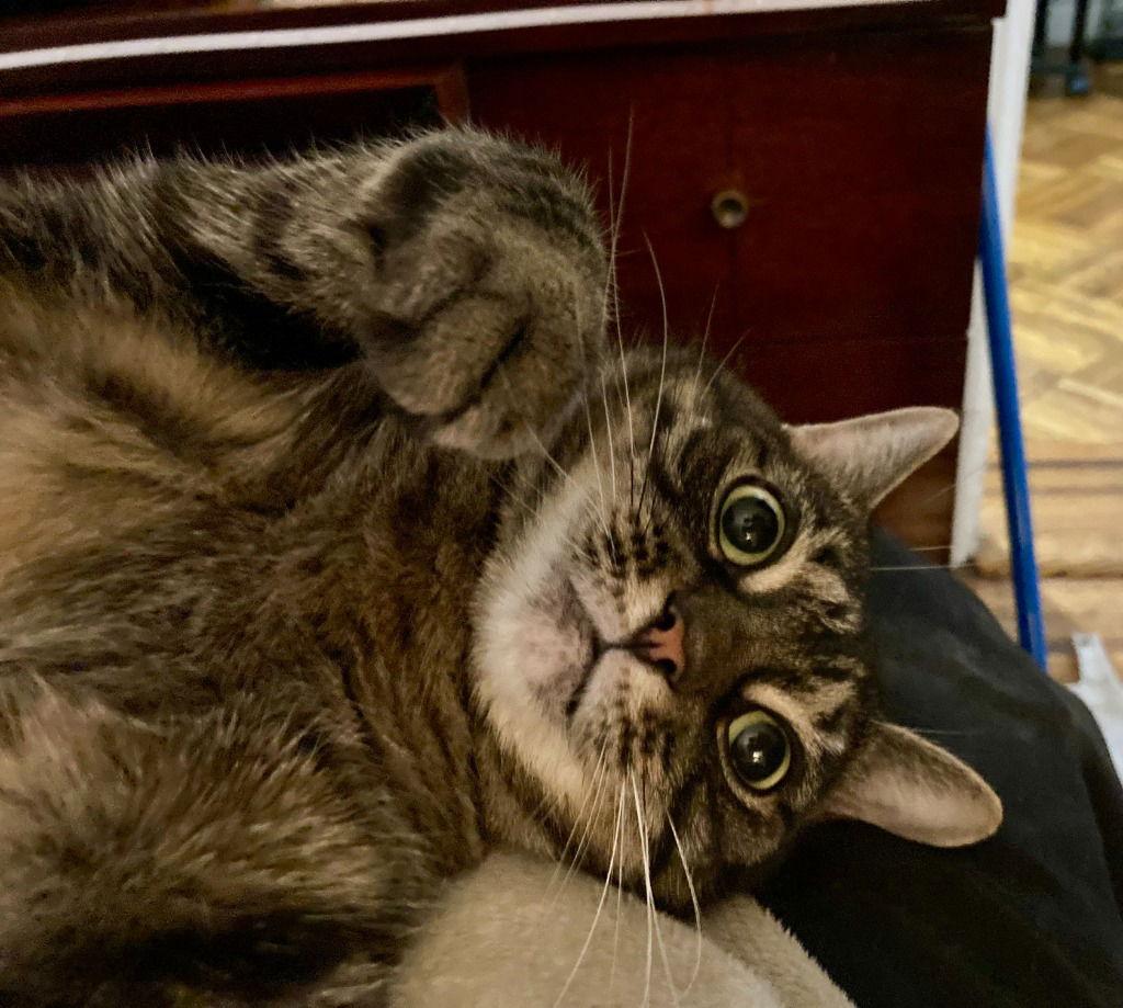 Marcie, Adoptable, Adult Female Domestic Short Hair.