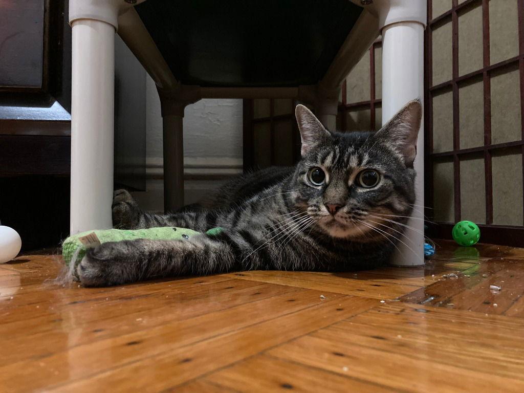 Marcie, Adoptable, Adult Female Domestic Short Hair.