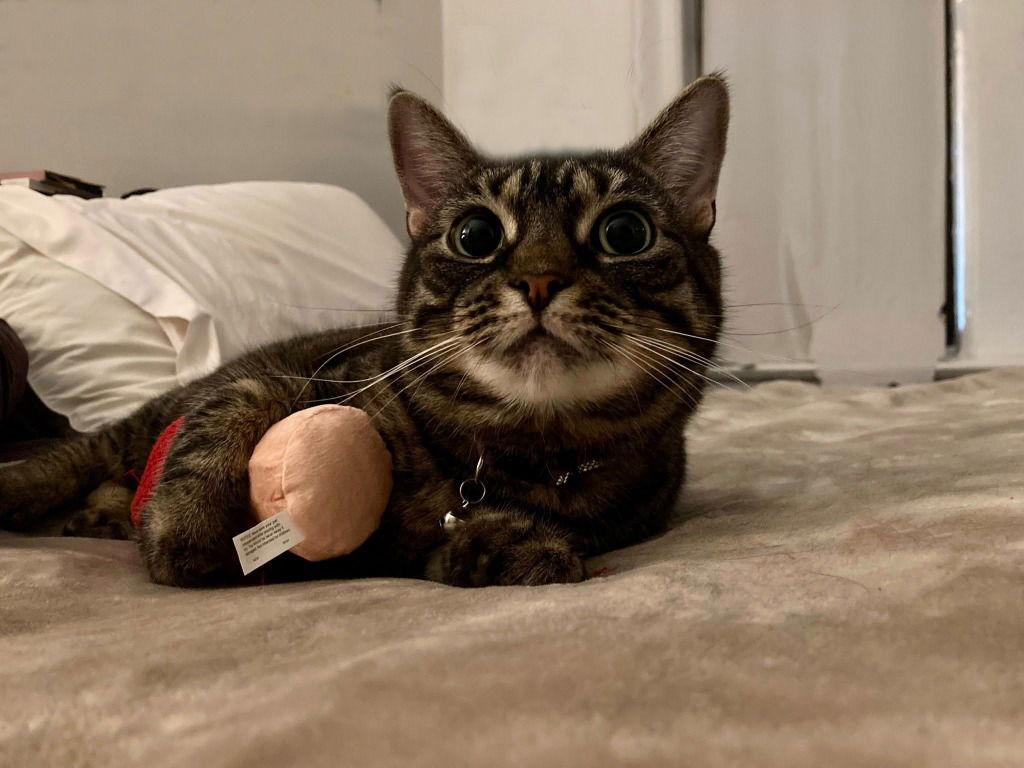 Enlarge Marcie, a Adoptable Domestic Short Hair in Sayreville, NJ image 2/3