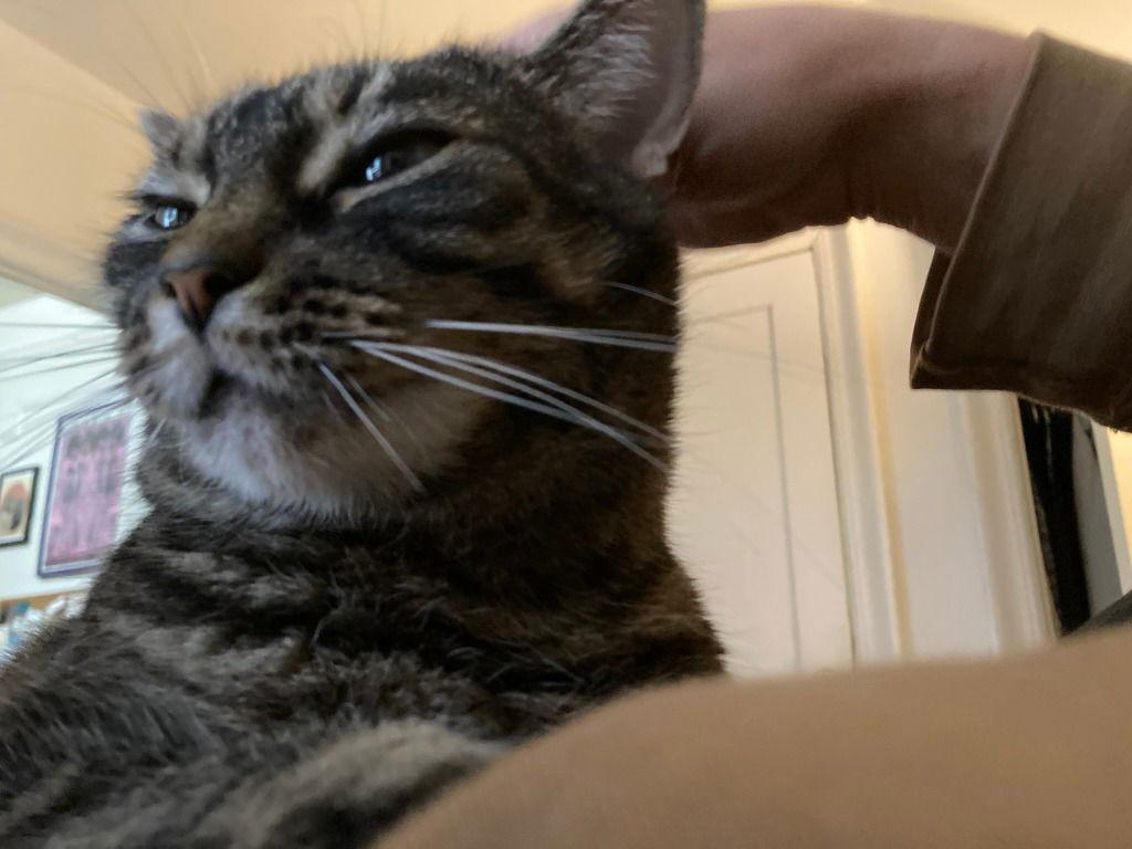 Marcie, a Adoptable Domestic Short Hair in Sayreville, NJ image 2/3