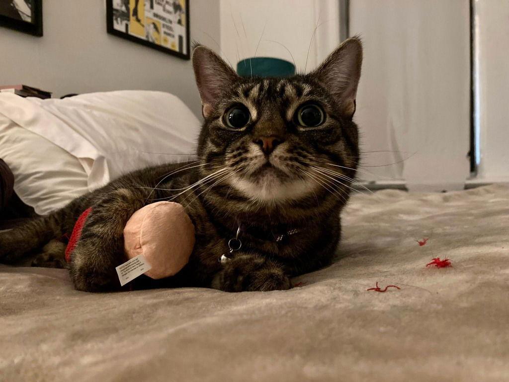 Enlarge Marcie, a Adoptable Domestic Short Hair in Sayreville, NJ image 3/3