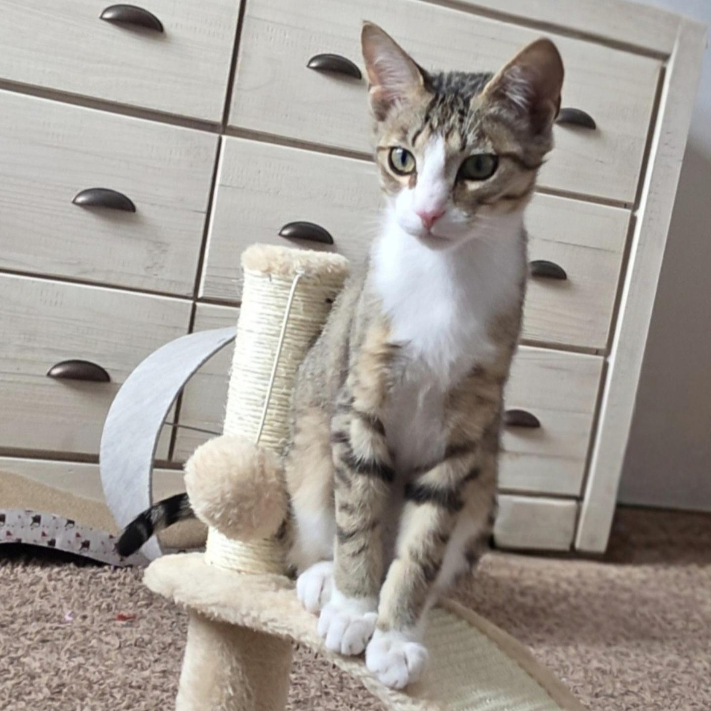 Enlarge Spice, a Adoptable Domestic Short Hair in Buffalo, NY image 2/2