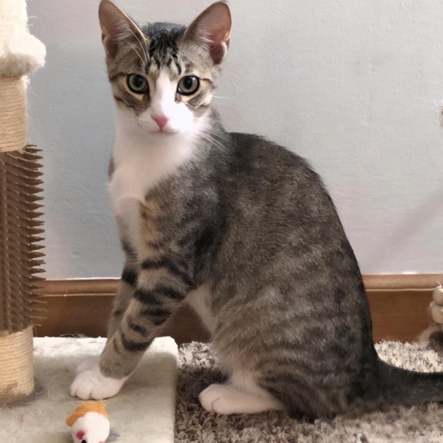 Spice, Adoptable, Kitten Male Domestic Short Hair.