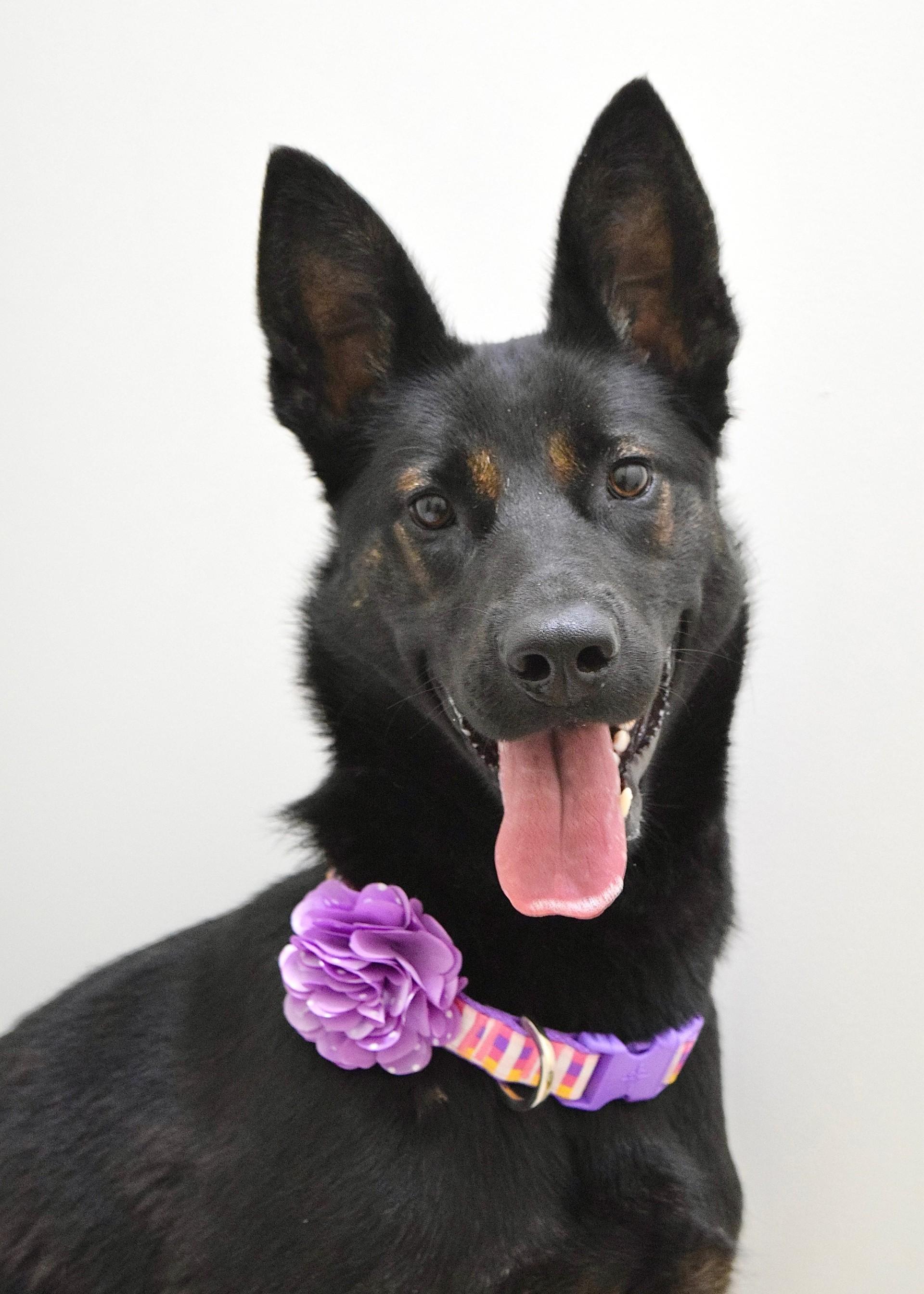 Libby, ADOPTABLE, Young Female German Shepherd Dog.