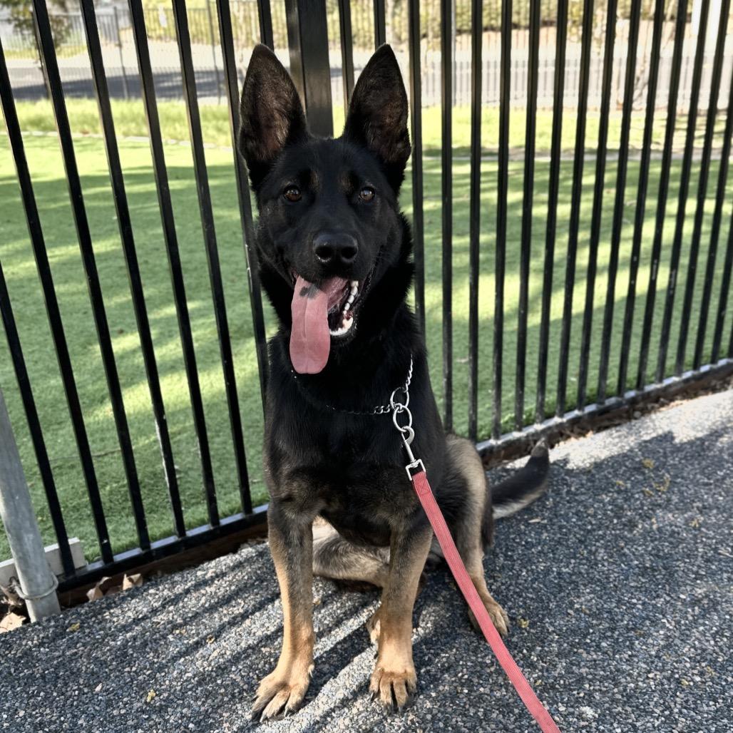 Enlarge Libby, a ADOPTABLE German Shepherd Dog in Dublin, CA image 3/6